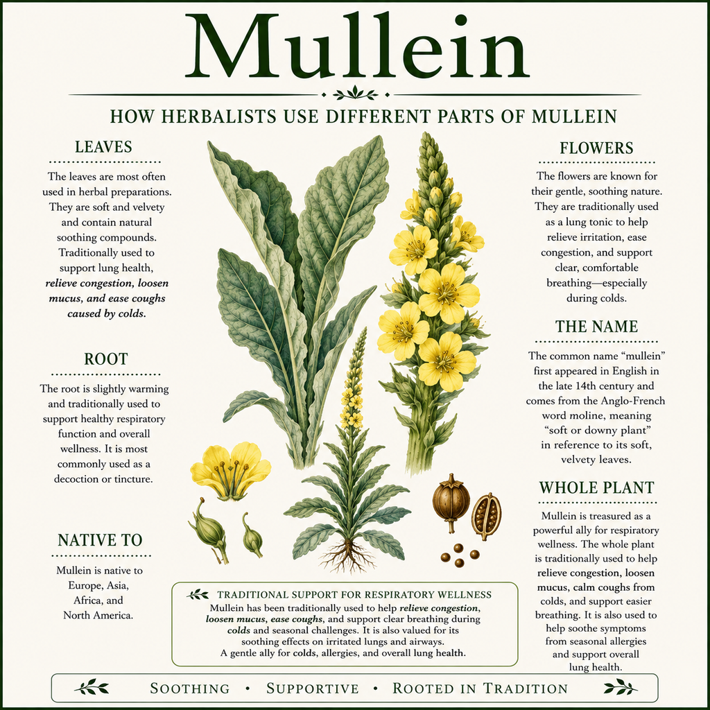 Apothecary - Mullein Tincture