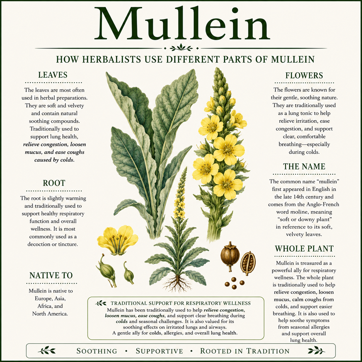 Apothecary - Mullein Tincture