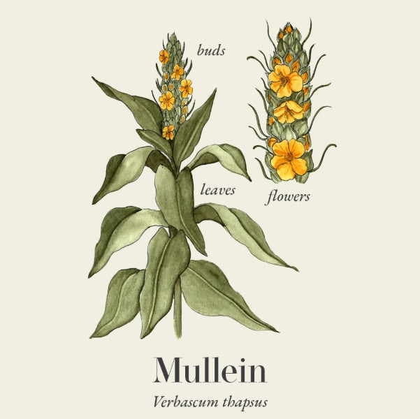 Apothecary - Mullein Tincture