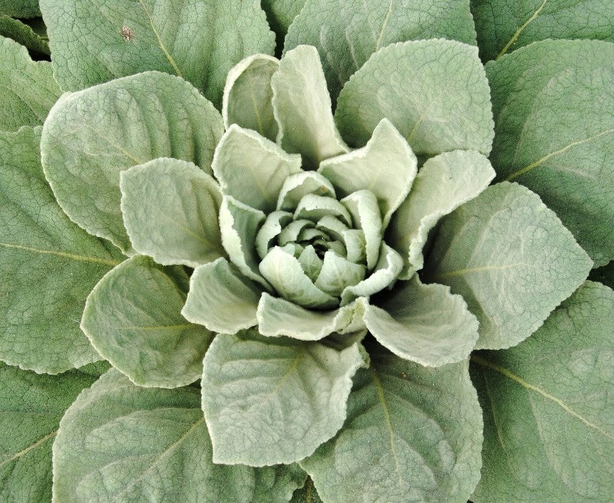 Apothecary - Mullein Tincture